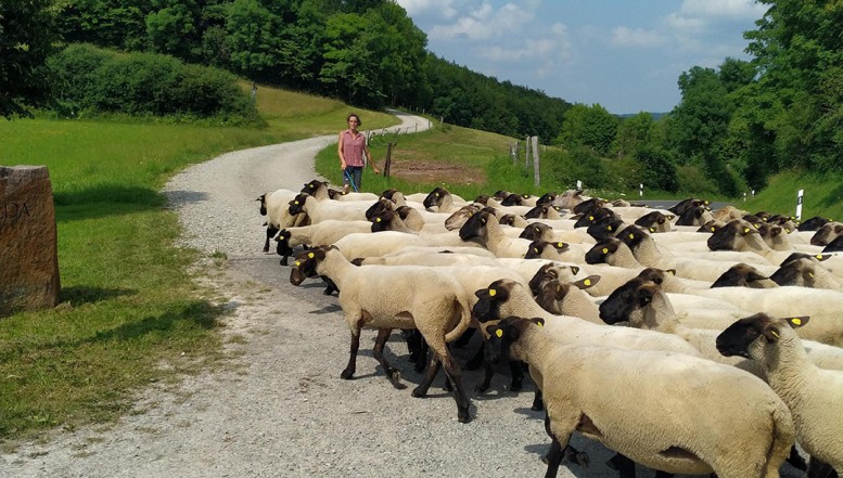 Artenvielfalt entsteht durch Schaf- und Ziegenbeweidung