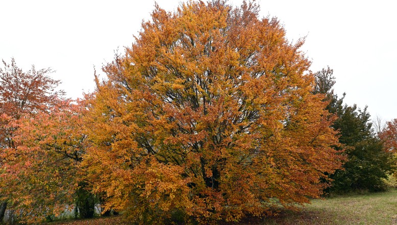 Baum des Jahres 2022: Wird die Rotbuche orange, ist Herbst