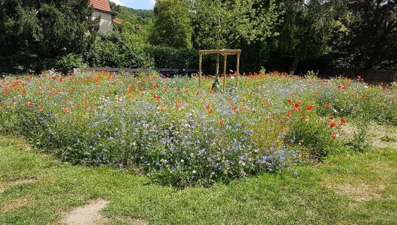 Blühflächen im Herbst