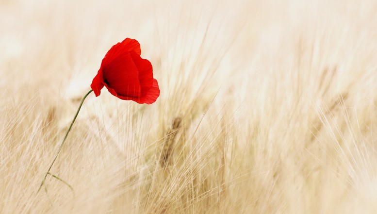 Die Mohnblüte 2023 steht bevor