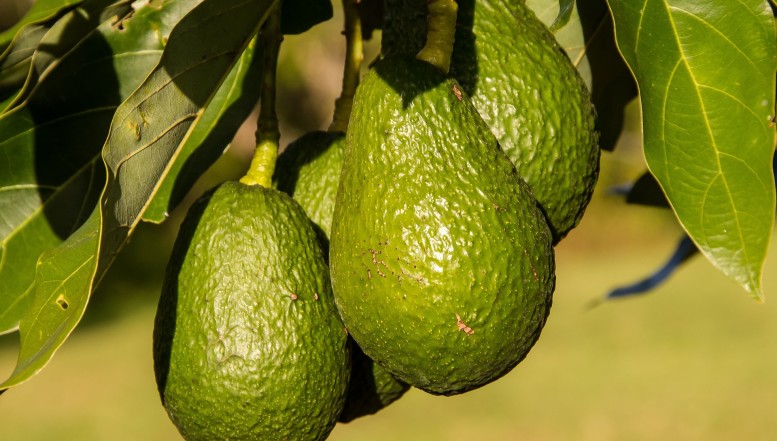 Die Super-Frucht liegt voll im Trend