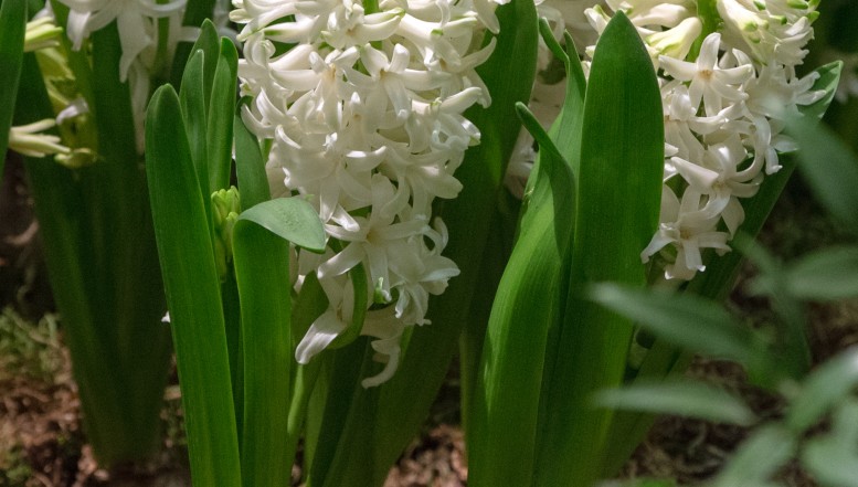 Früher Frühling