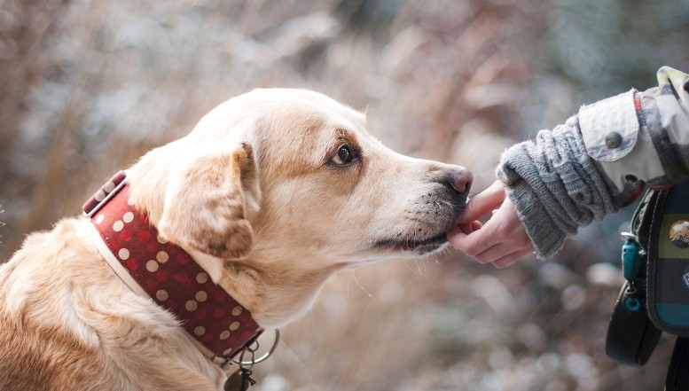 Gefährlicher Hundeköder auf Privatgrundstück in Göttingen gefunden