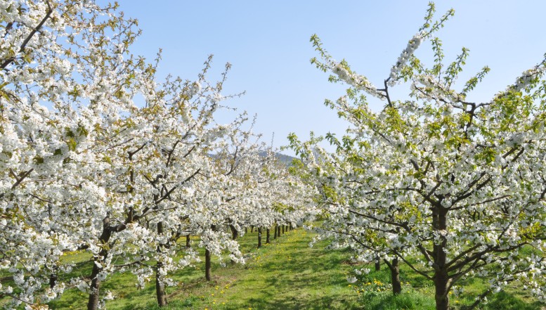 Genießen Sie die Schönheit des Kirschenlandes