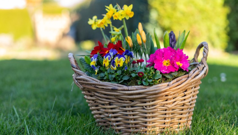 Holen Sie sich den Frühling ins Haus!