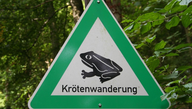 Krötenwanderung: Helferinnen und Helfer gesucht!