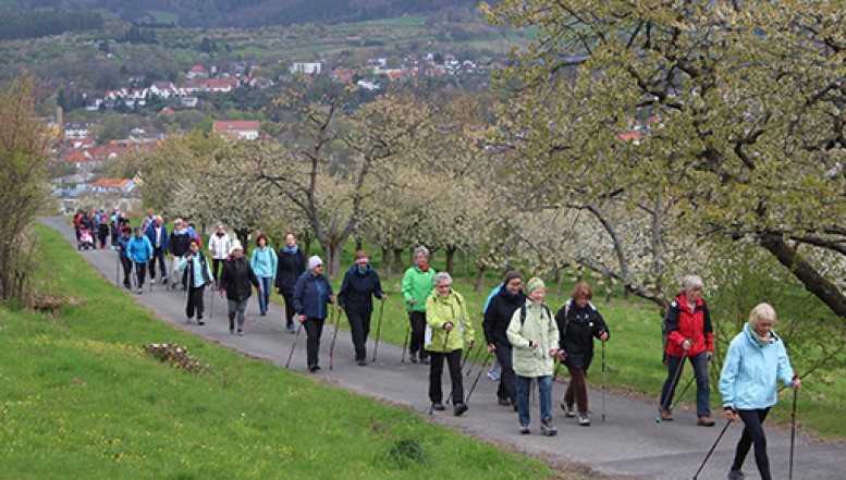 Verzaubert vom Frühling: Wandern durch blühende Kirschbäume