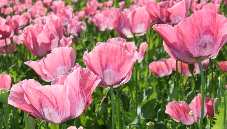 Wanderwege und Fotopunkte zur Mohnblüte 2022