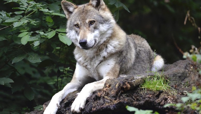 Wiedereinwanderung von Wölfen wirkt nicht nur im Werra-Meißner-Kreis polarisierend