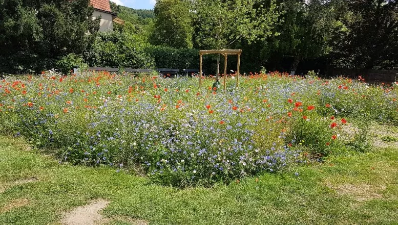 Blühflächen im Herbst