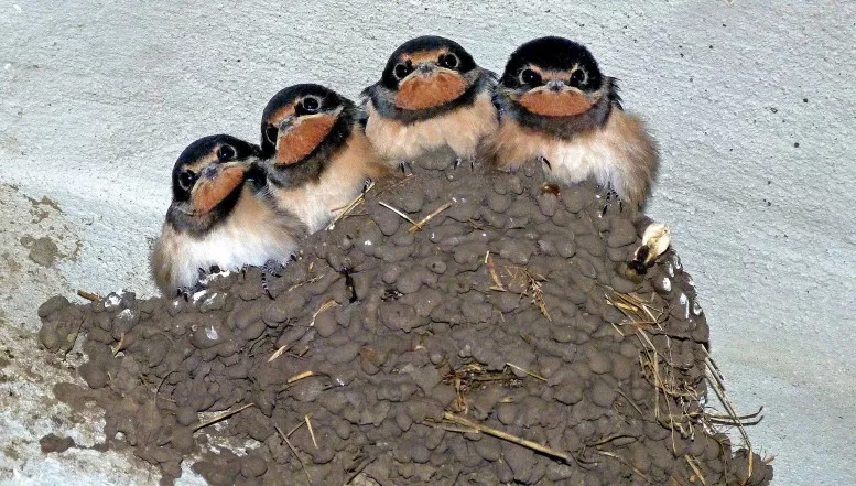 Die Lebensräume der Schwalben sind in Gefahr