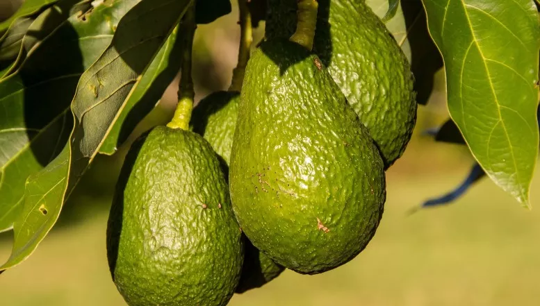 Die Super-Frucht liegt voll im Trend