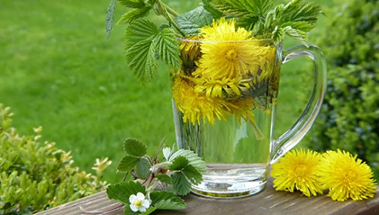 Essbare Blüten bereichern den Speiseplan