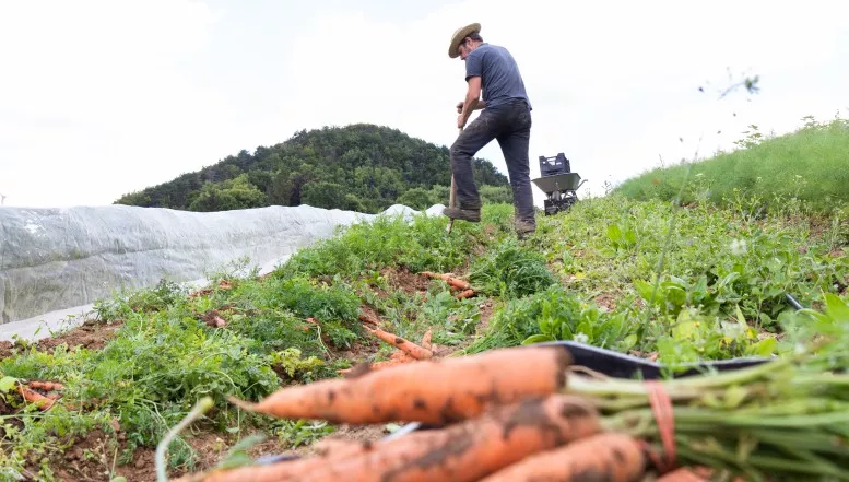 Grüner Bote bringt Bio ins Haus
