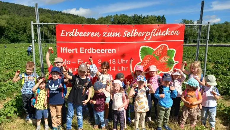 Kita Bunte Welt beim Erdbeeren pflücken