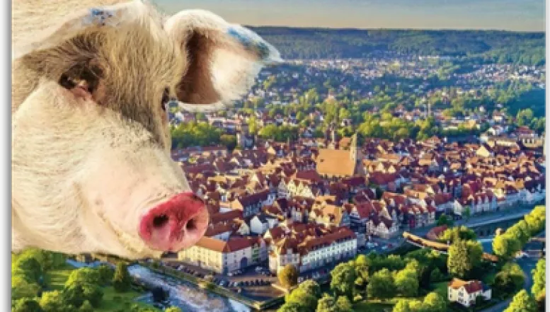 Malendes Schwein in Hann. Münden