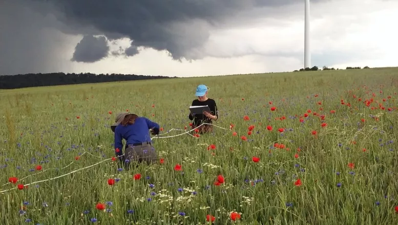 Öko-Landbau oder Blühstreifen –  was ist besser für Insekten?