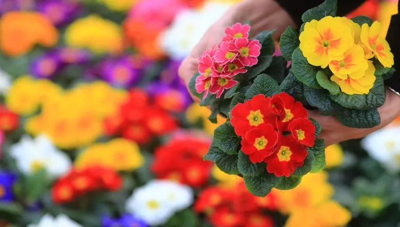 Primeln beim Floristen