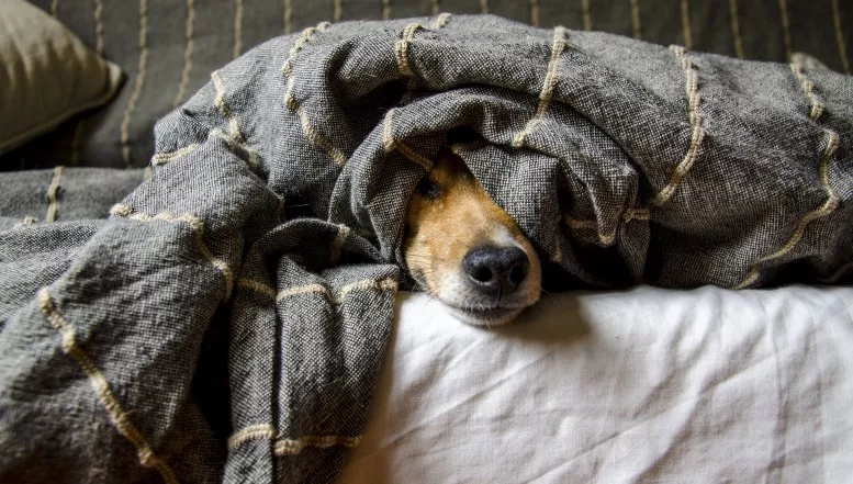 Verstärkte Kontrollen von Hundehalter*innen