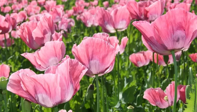 Wanderwege und Fotopunkte zur Mohnblüte 2022